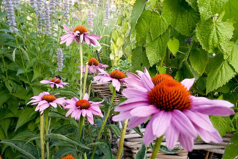 plantes vivaces médicinales 