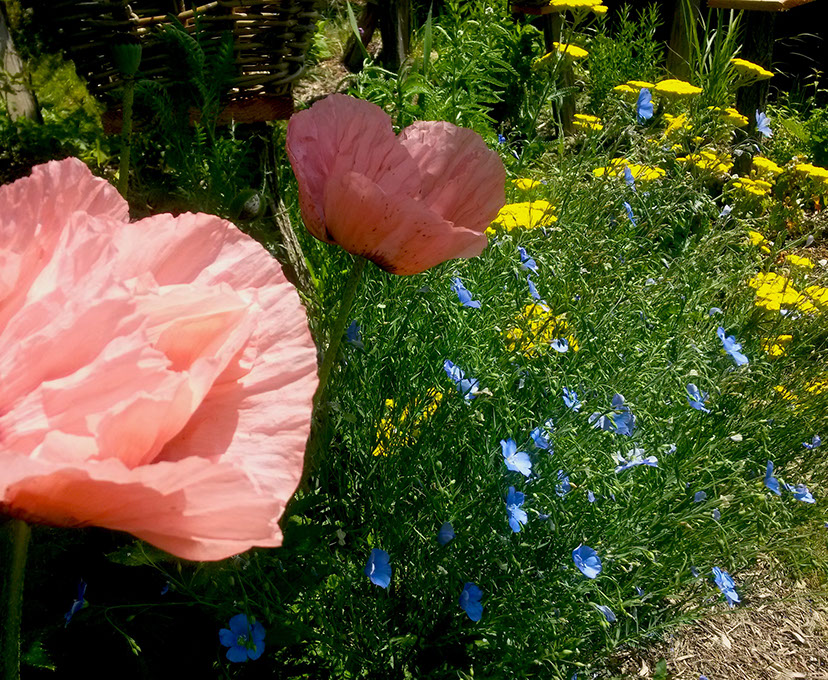 plantes vivace les jardins de hurlvents auvergne