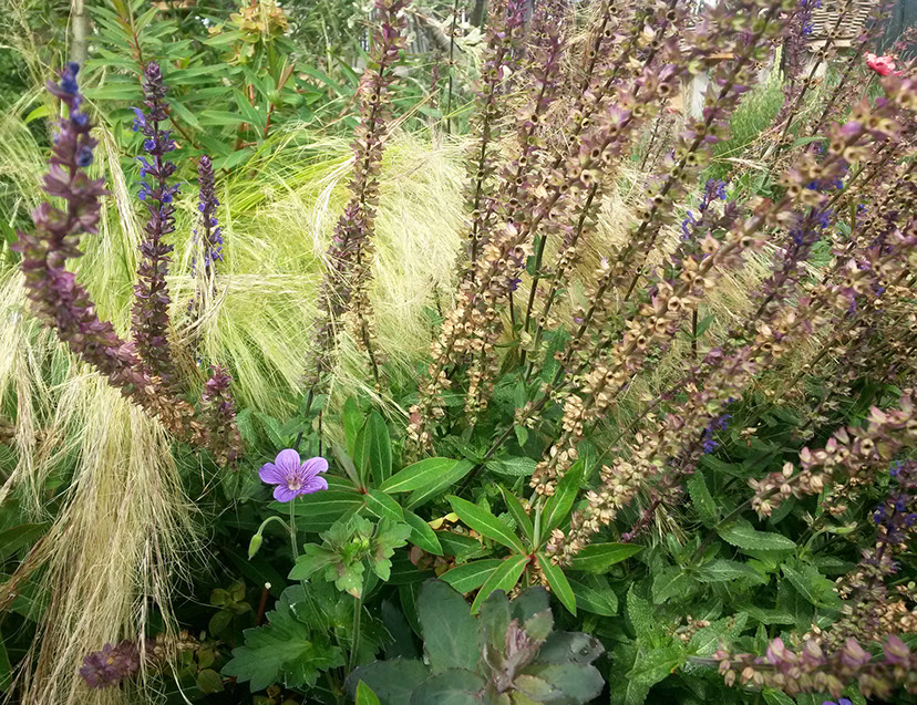 plantes vivaces de soleil