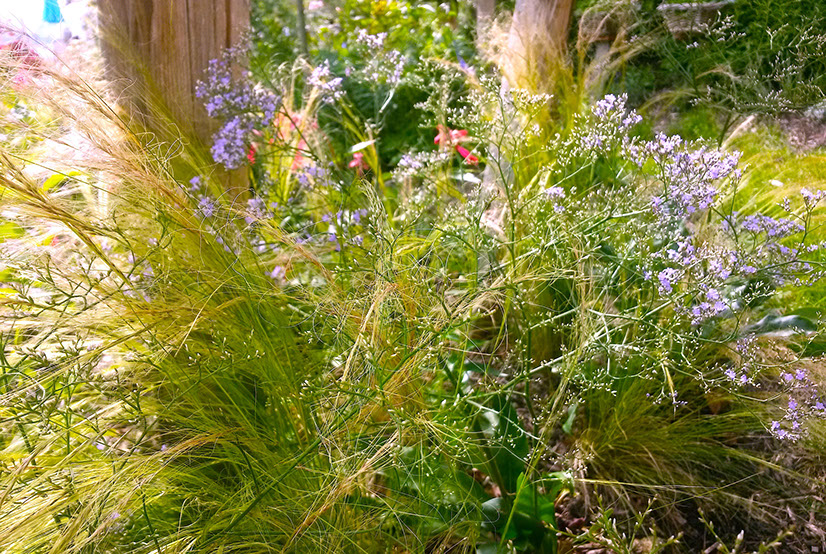 plantes vivaces jardins naturalistes