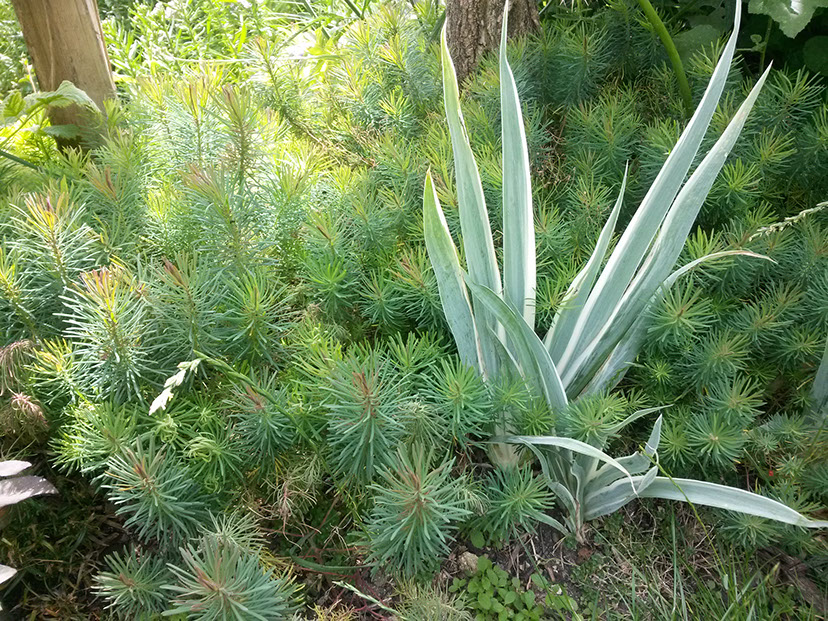 idées d'association de plantes vivaces