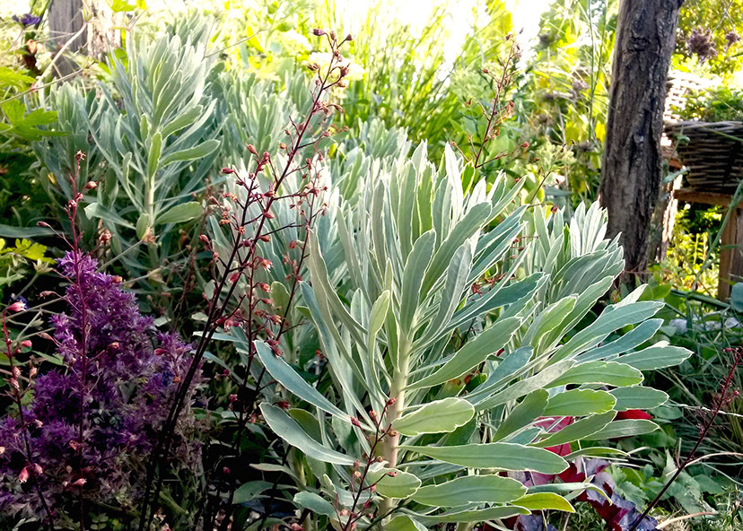 plantes vivaces aux beaux feuillages